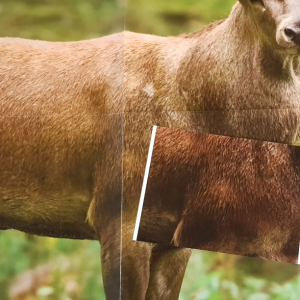 Täcklappar med pälsmönster Kronhjort