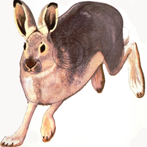Hare Bågskytte papper